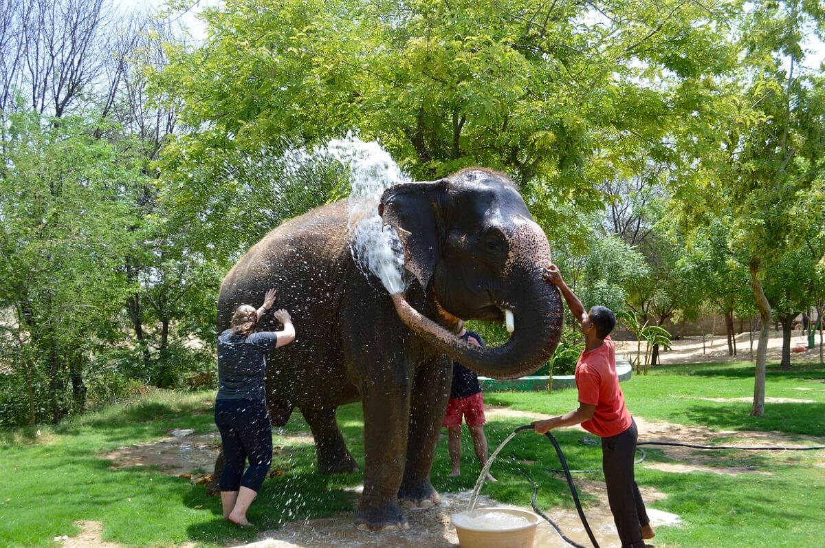 Elefantastic Farm (Jaipur)