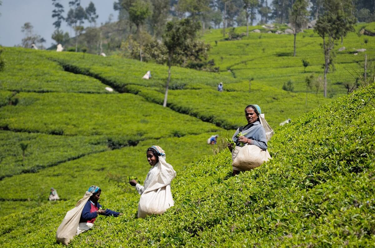 Homegrown teas of Sri Lanka