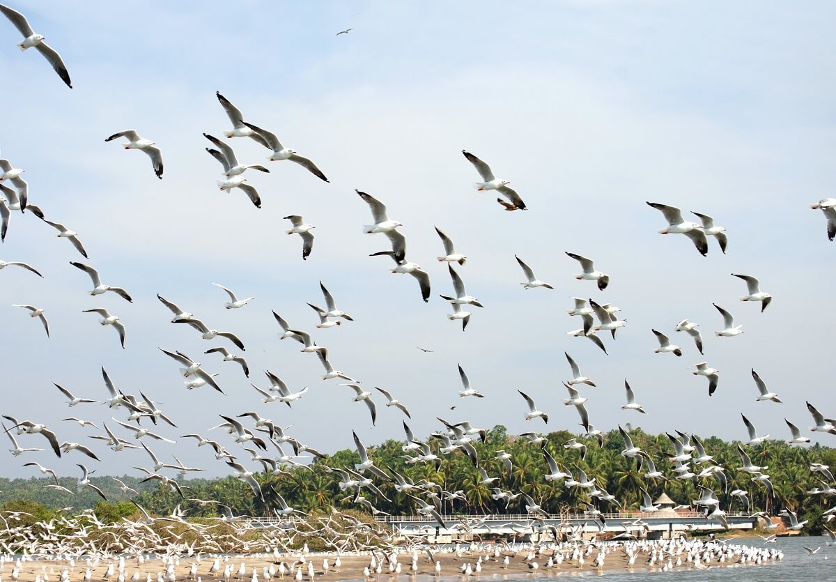 Kadalundi Bird Sanctuary, Kerala