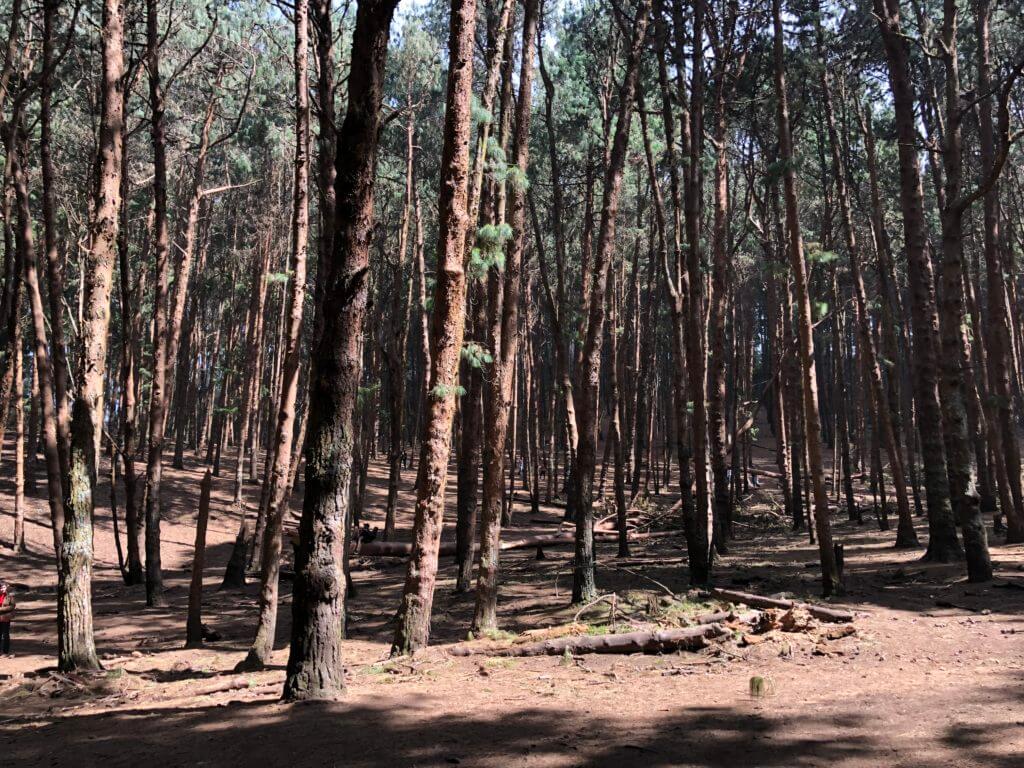 Kodaikanal Pine Forest, Tamil Nadu