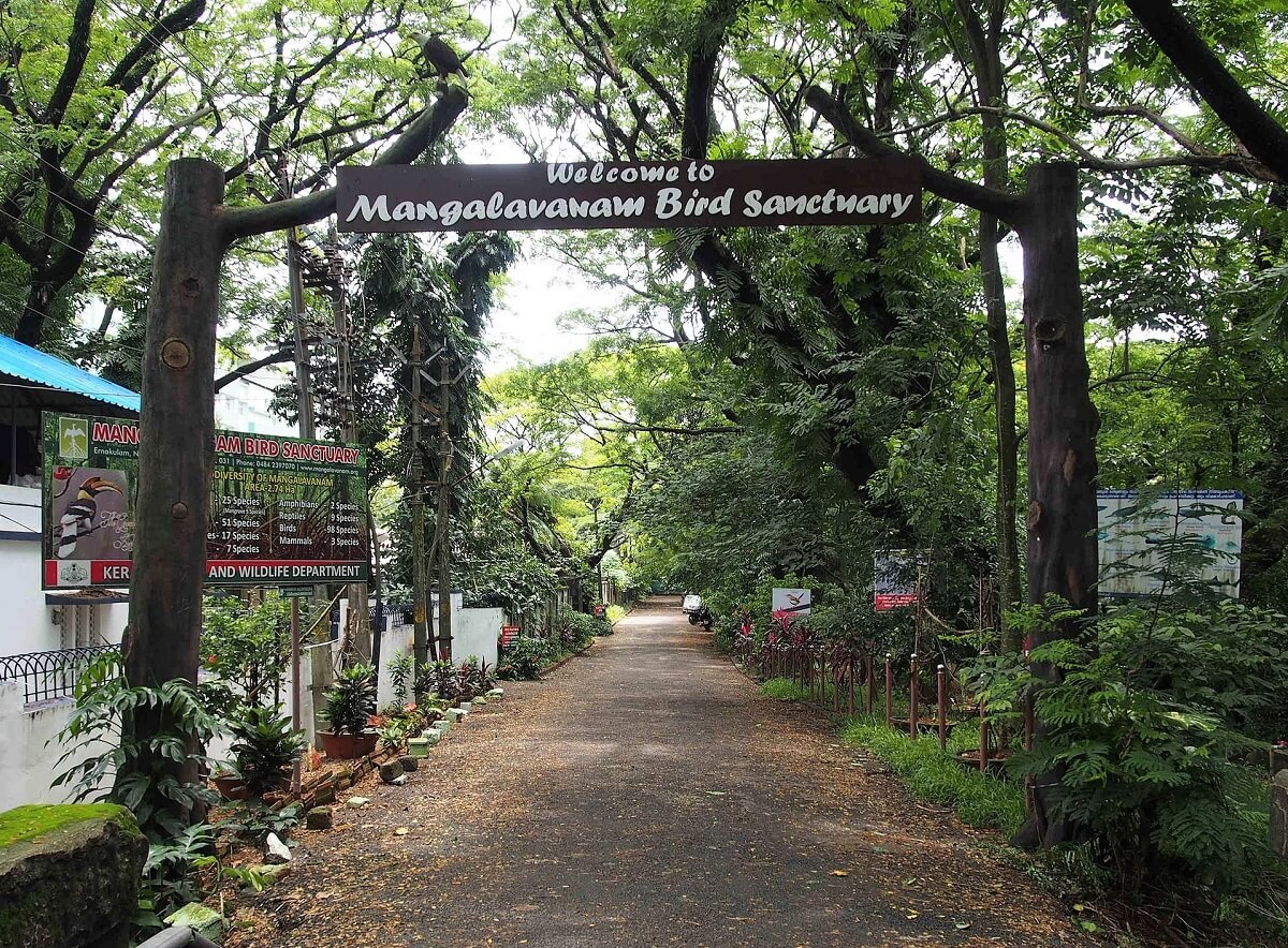 Mangalavanam Bird Sanctuary Kochi Kerala
