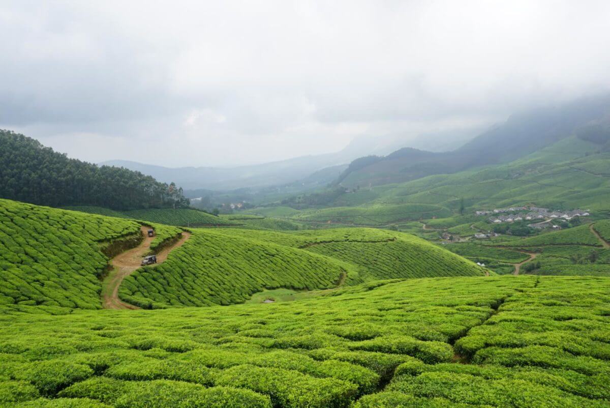 Munnar and Kolukkumalai tallest tea plantation in the world
