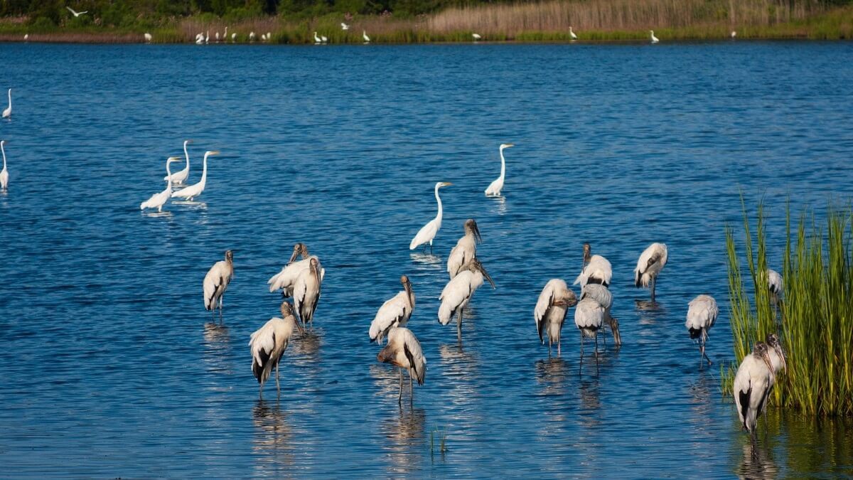 Pakshipathalam Bird Sanctuary Wayanad Kerala