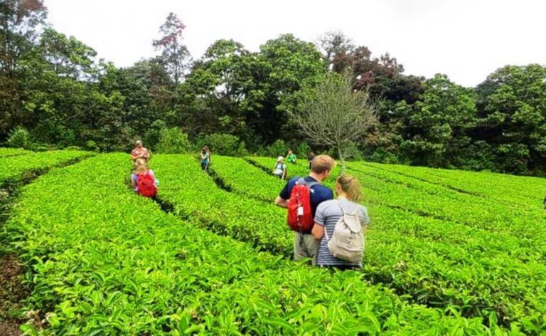 Spice Plantations in Kerala