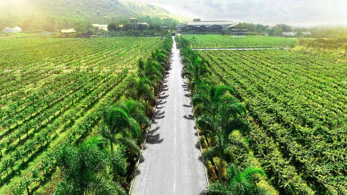 Sula Vineyards, Nashik, Maharashtra