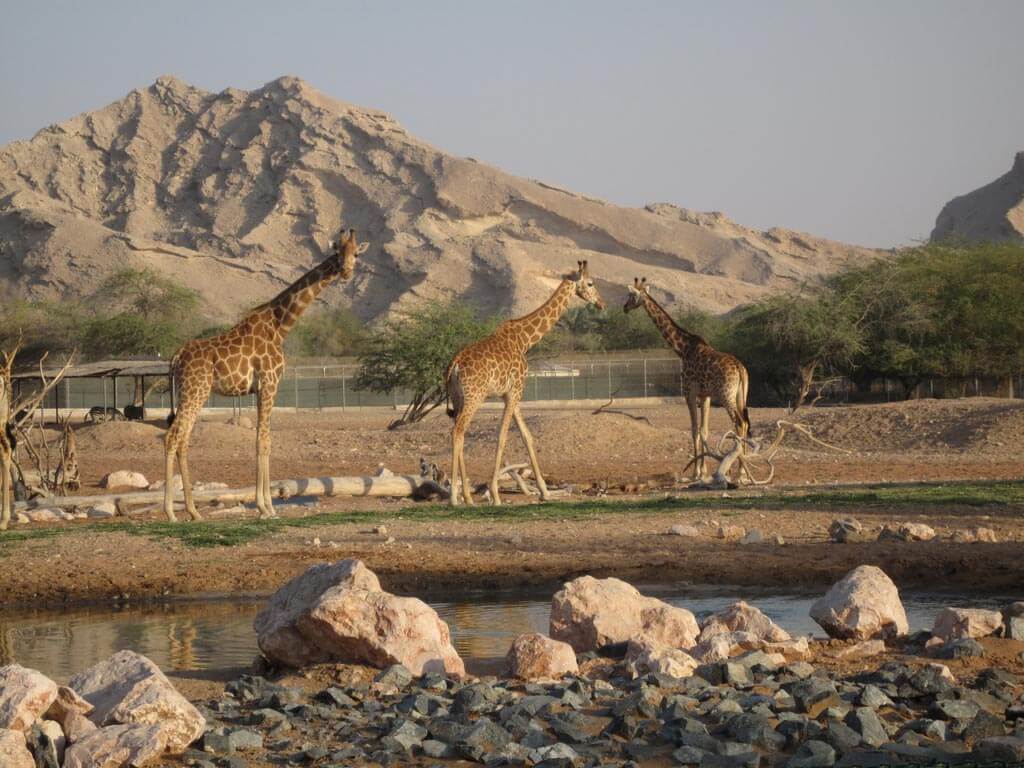 Al Ain Zoo Dubai