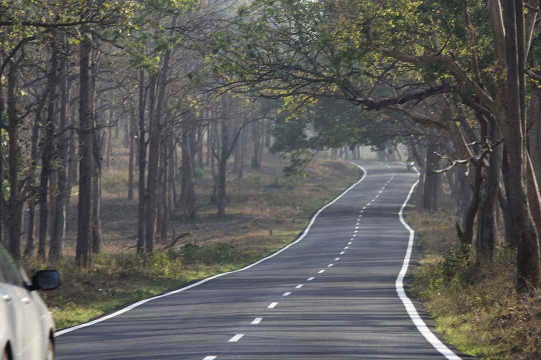 Bangalore to Bandipur Forest Road Trip