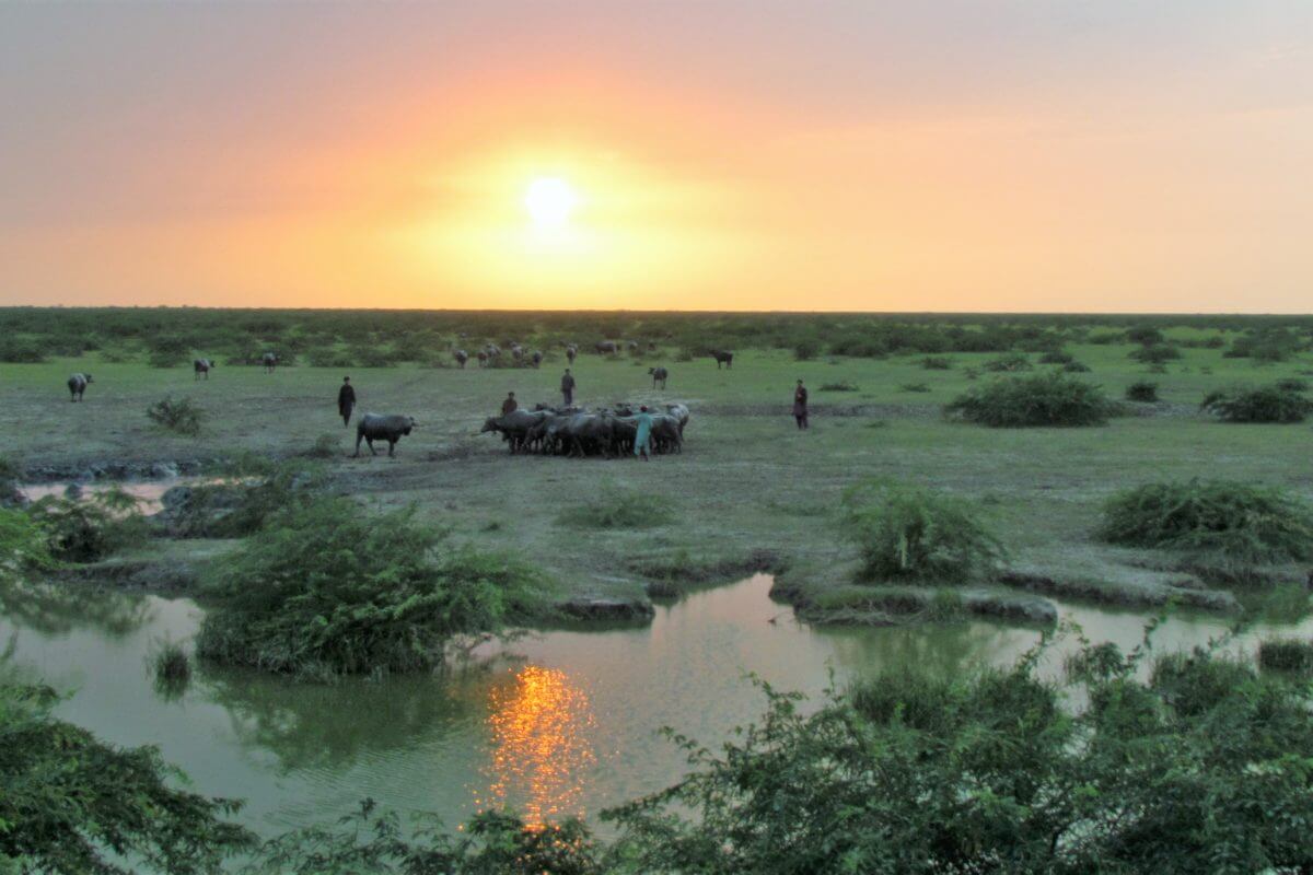 Banni Grasslands Reserve Rann of Kutch, Gujarat