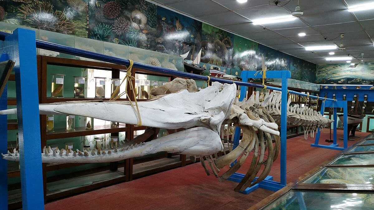 Marine Museum at Kavaratti Island Lakshadweep