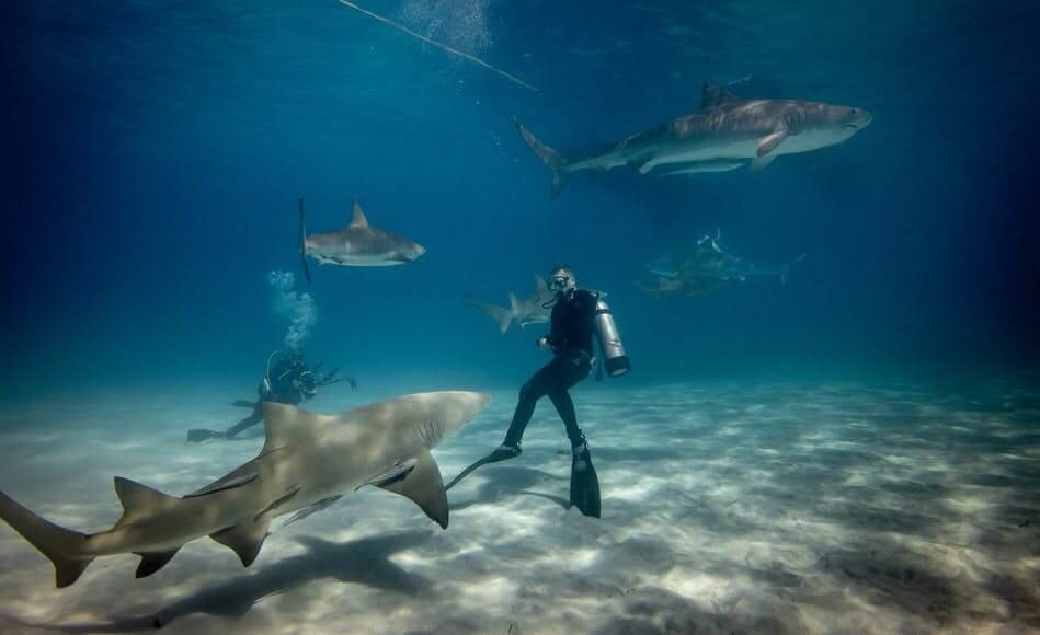 Swim with Sharks and Dolphins Palm Jumeirah Dubai