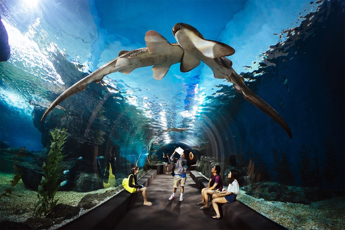 Bangkok Sea Life Ocean World Thailand