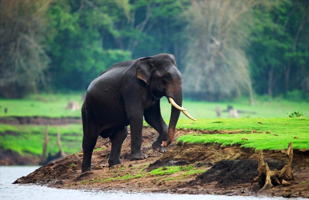 Kabini Elephant