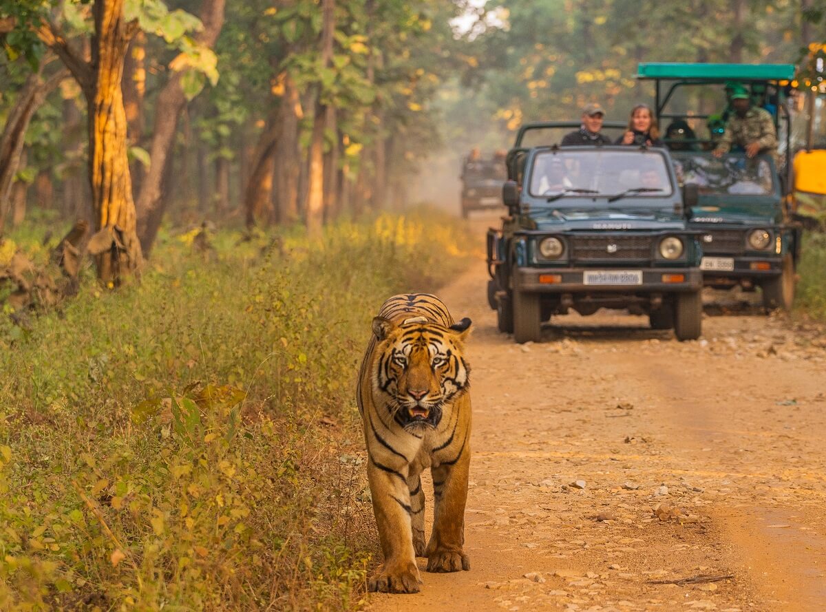 Mudumalai Tiger Reserve, Tamil Nadu