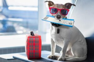 From Nov 1, Akasa Air will allow passengers to bring pets on board