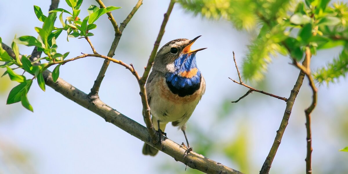Bird Watch Dhikala-Gairal Corbett National Park Uttarakhand