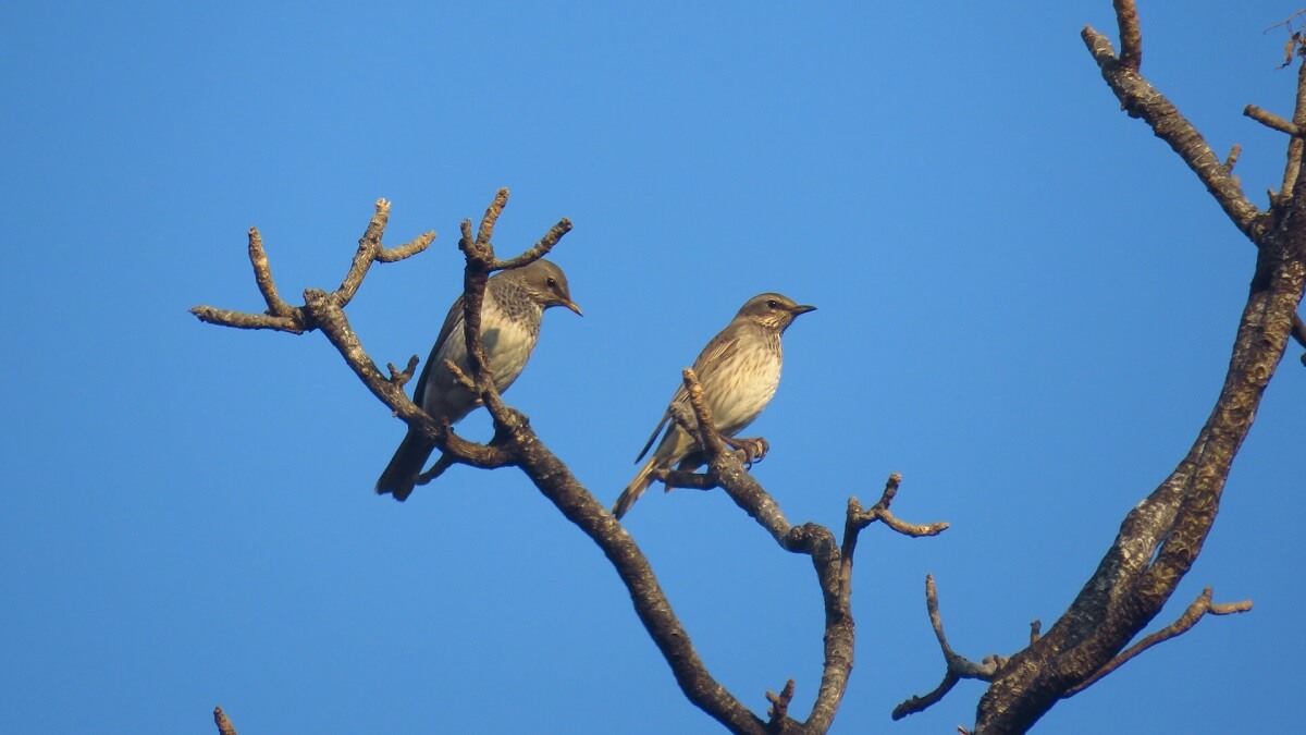 Bird Watch Rajaji National Park, Chilla Uttarakhand