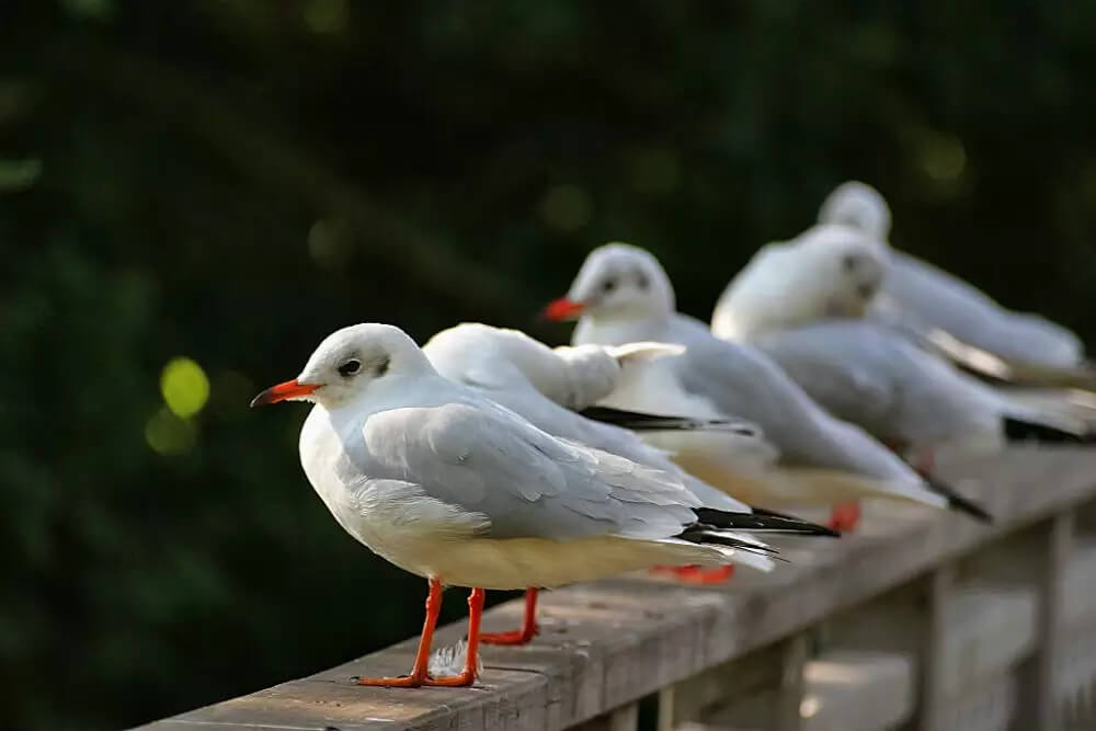 Bird Watching Binsar Uttarakhand