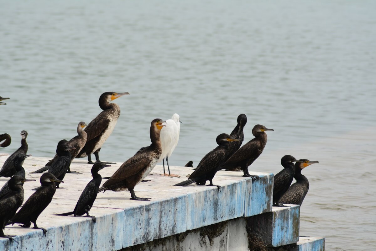 Bird Watching in Barrages of Asan Uttarakhand