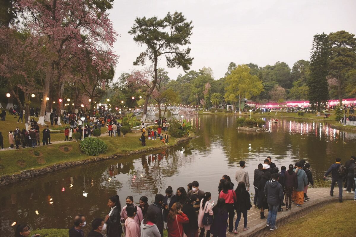 Cherry Blossom Festival Shillong Meghalaya