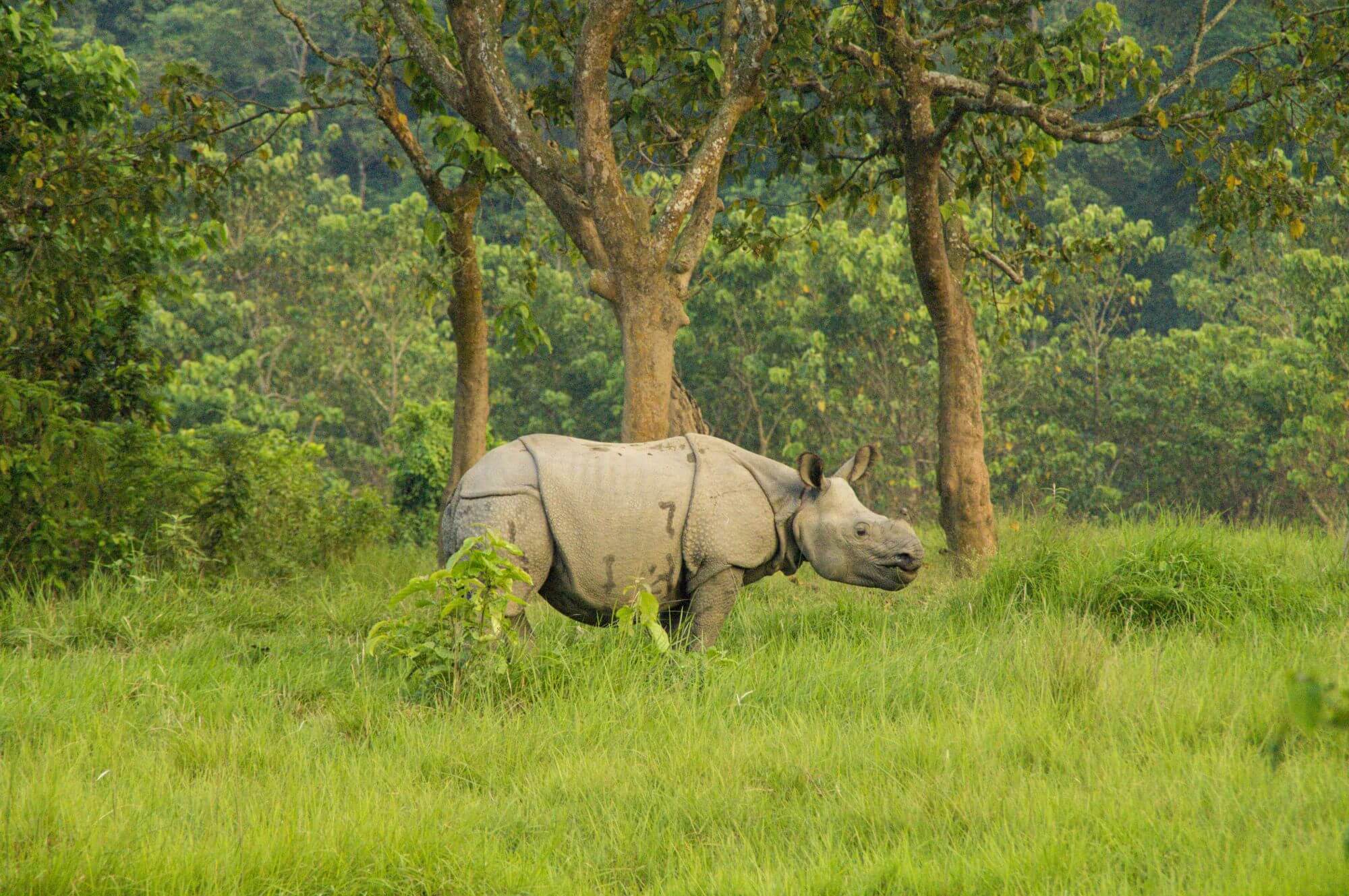 Chitwan National Park