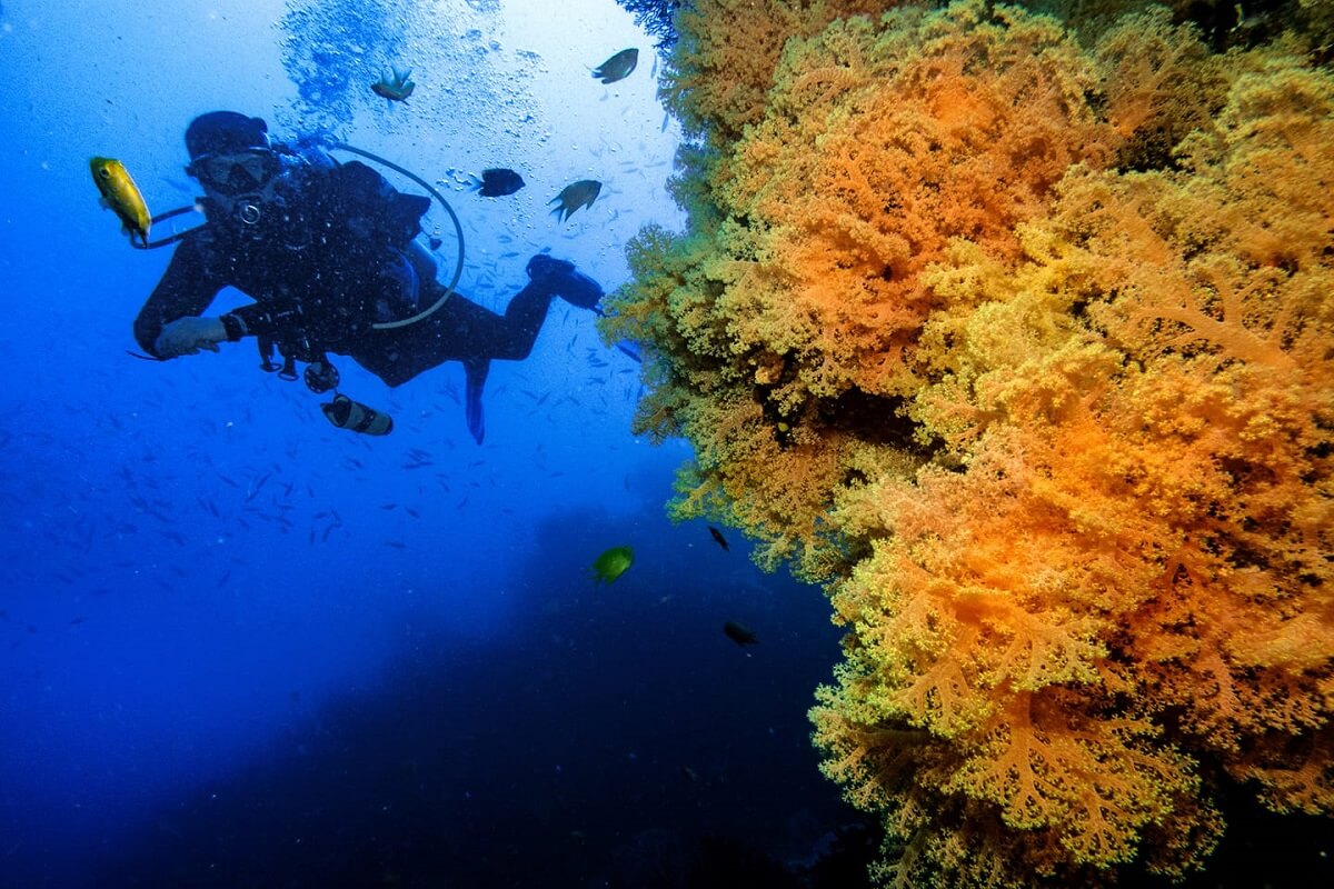 Fiji, Mellow Yellow Scuba Diving