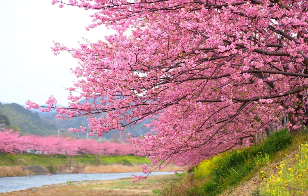 Japan-Cherry-Blossoms-Destinations