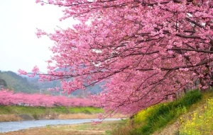 Japan-Cherry-Blossoms-Destinations