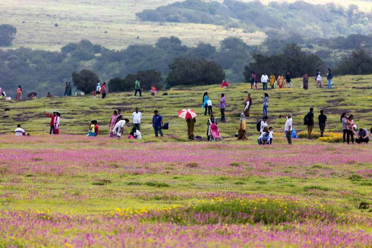 Kaas Plateau Flower Show Maharashtra