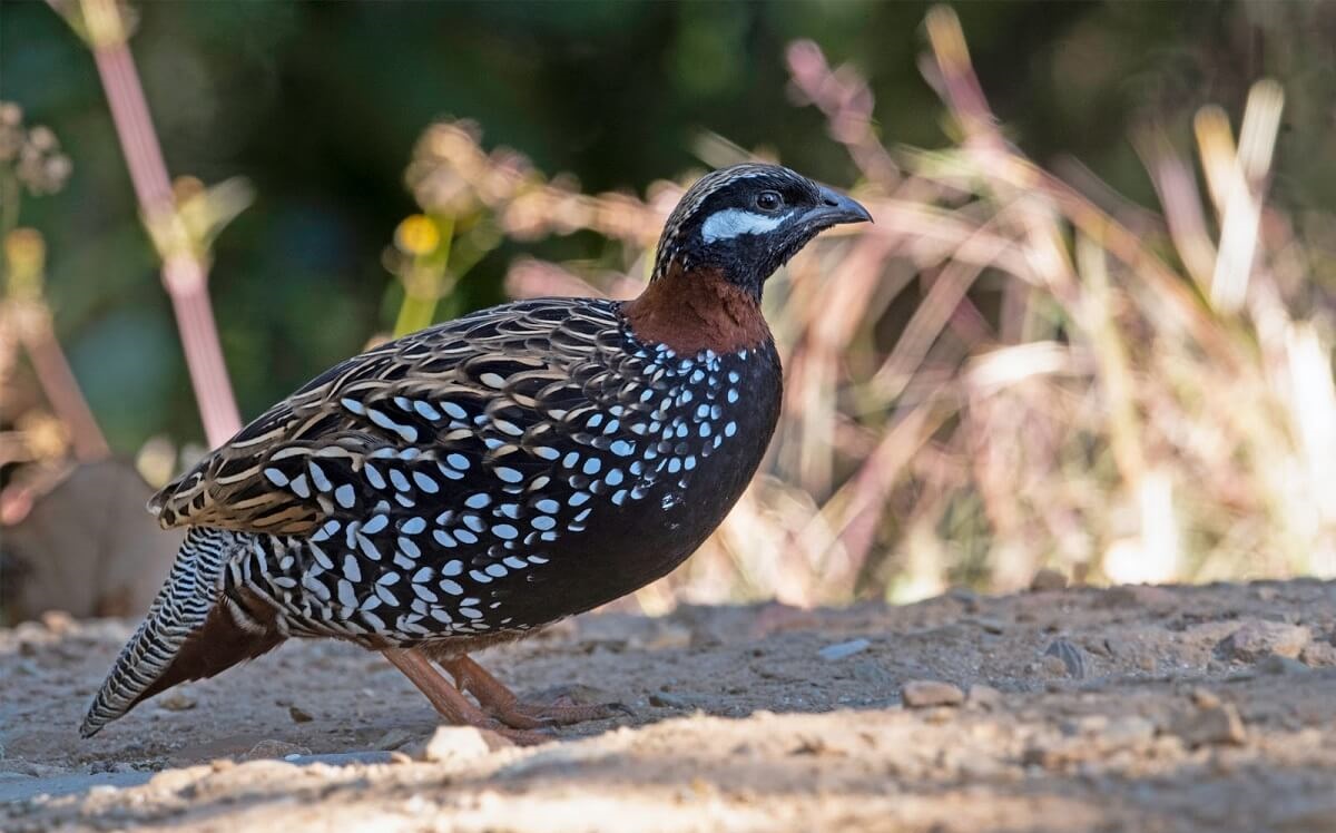 Nainital's Naina Devi Bird Sanctuary Uttarakhand