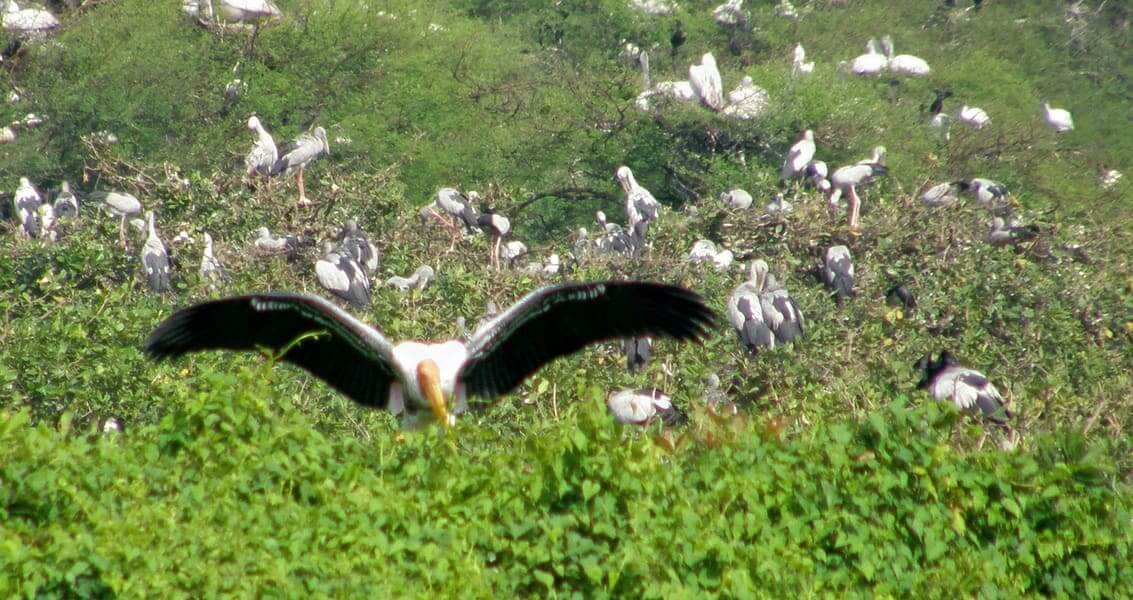 Neel Dhara Pakshi Vihar, Haridwar