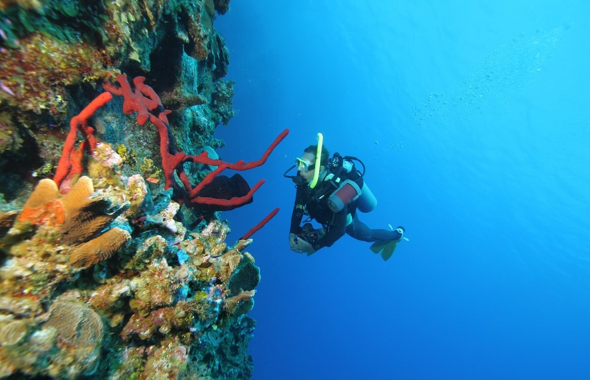 Scuba Diving Little Cayman's Bloody Bay Wall