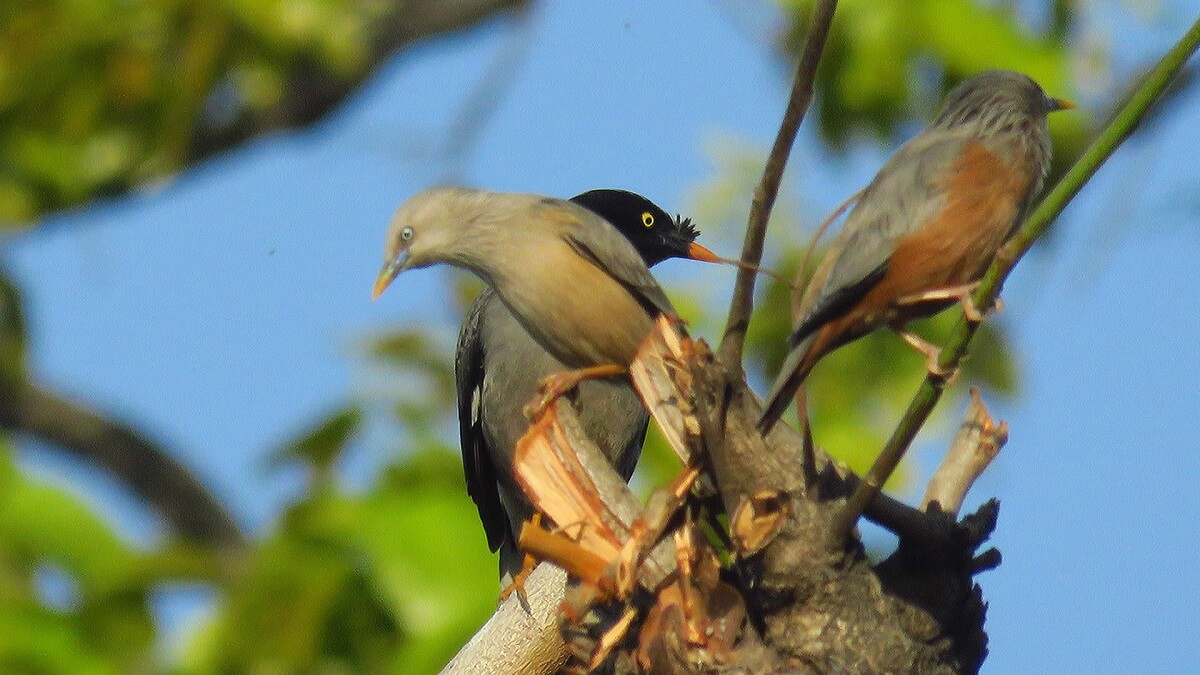 Thano Maldevta Lachhiwala Uttarakhand