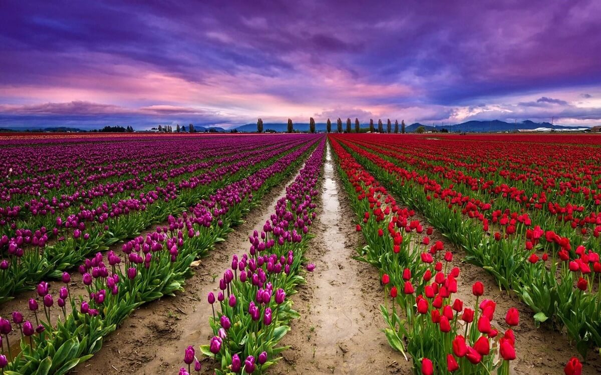 Tulip Festival Jammu and Kashmir