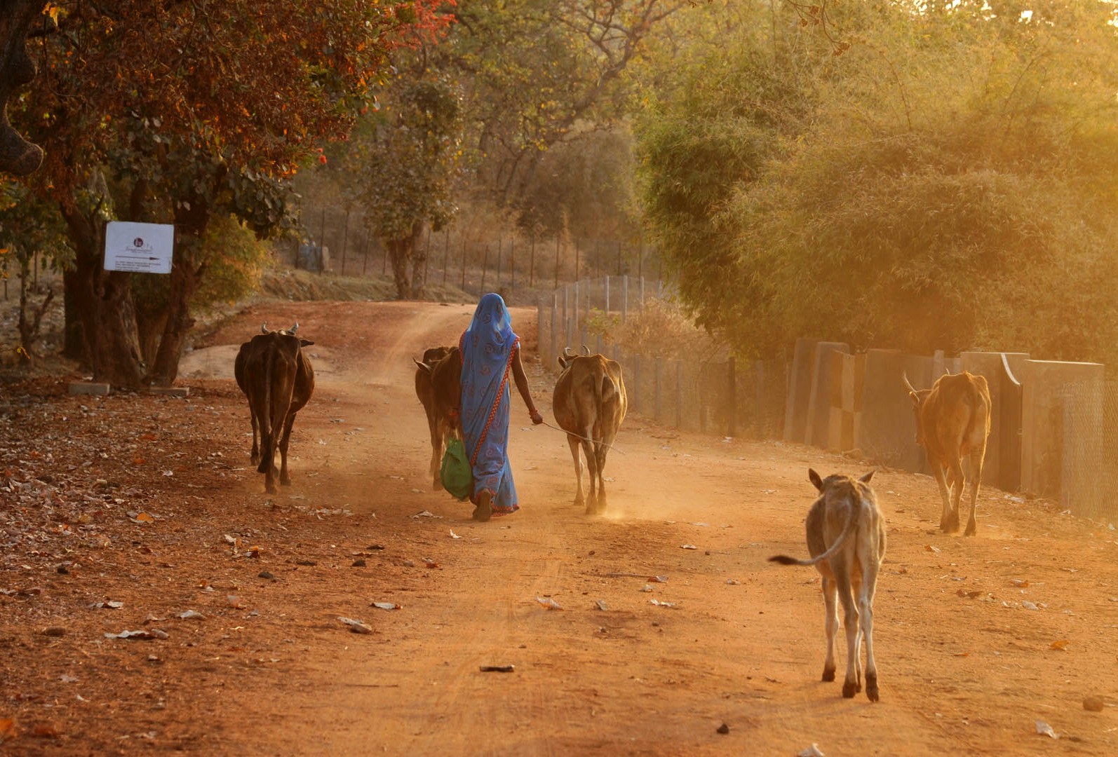 village walks- Bandhavgarh