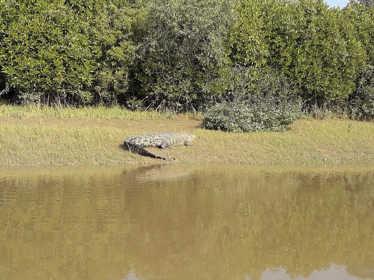 Bhitarkanika Wildlife Sanctuary Cuttack Odisha