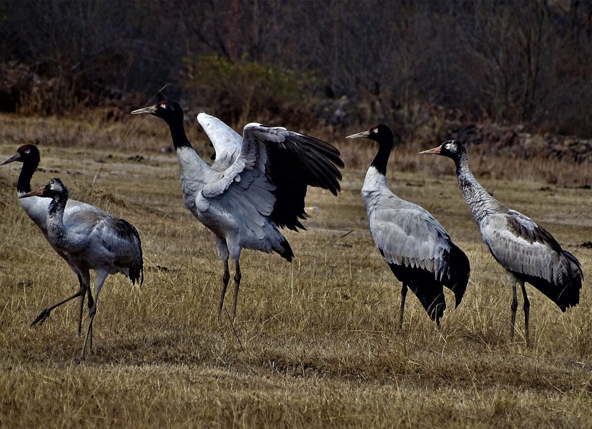 Bumdeling Wildlife Sanctuary, Bhutan