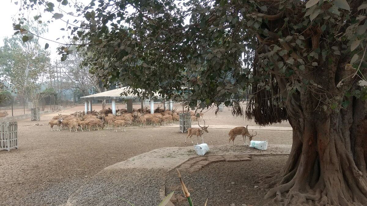 Deer Park Cuttack Odisha