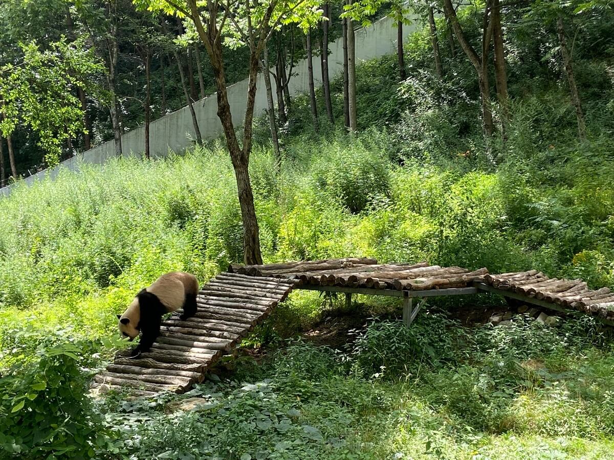 Foping National Nature Reserve, China