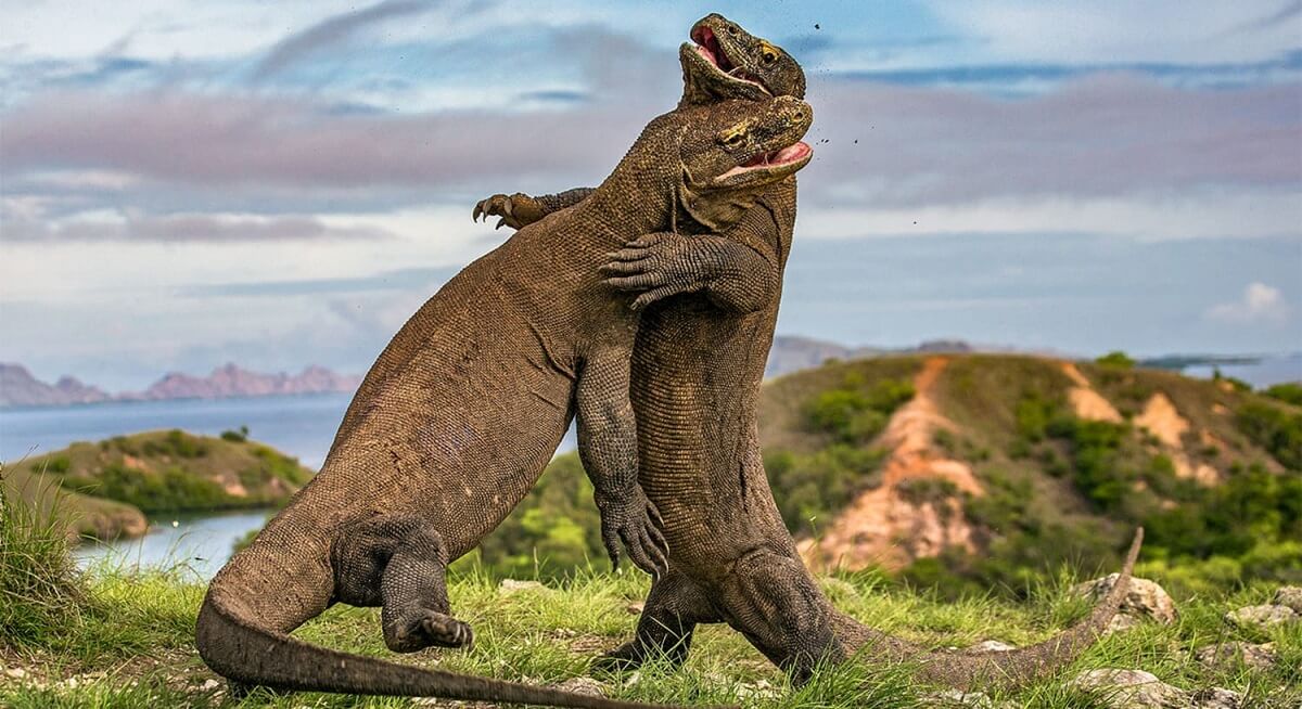 Indonesia's Komodo Islands and Park