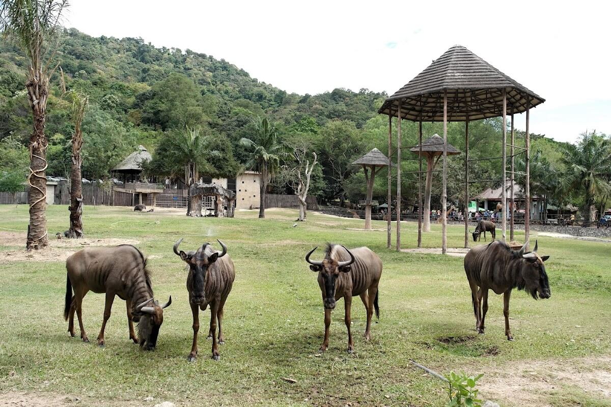 Khao Kheow Open Safari, Thailand