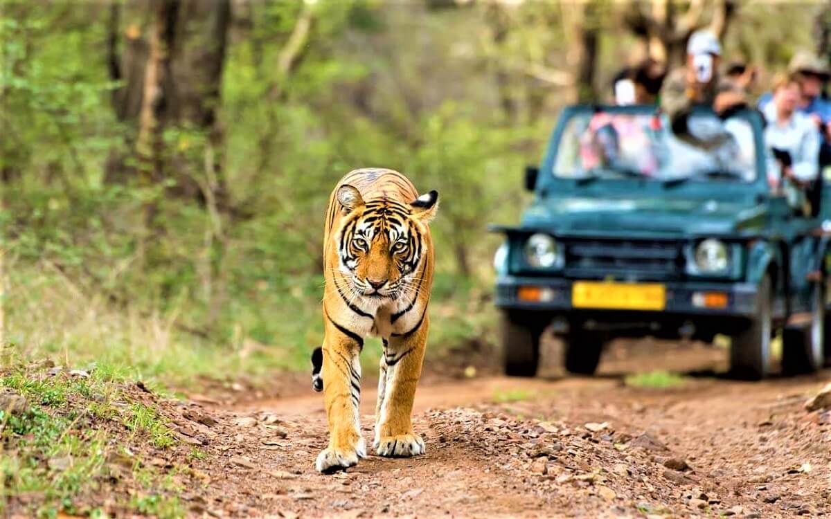 Kumbhalgarh Wildlife Sanctuary Rajasthan