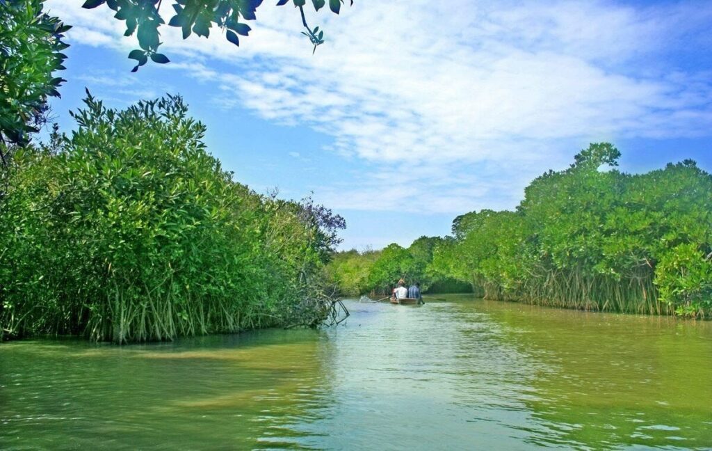 Pichavaram Mangrove Forest Chidambaram, Tamil Nadu