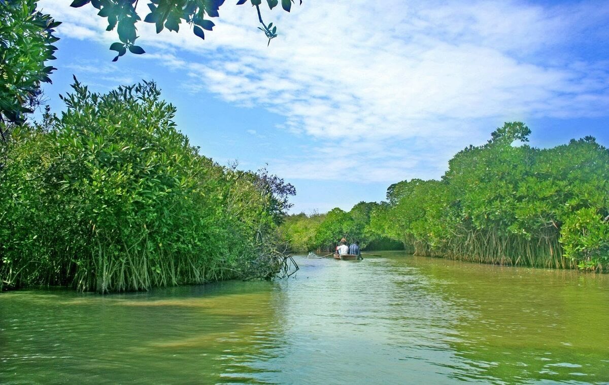 Pichavaram Mangrove Forest Chidambaram, Tamil Nadu