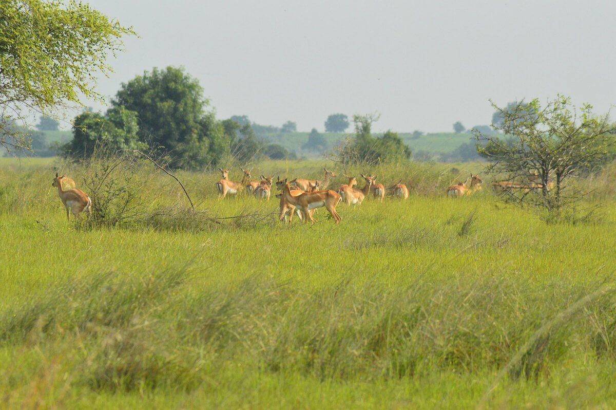 Rollapadu Bird Sanctuary Kurnool Andhra Pradesh