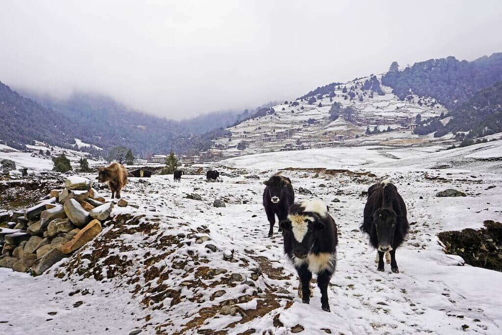 Sakteng Wildlife Sanctuary, Bhutan