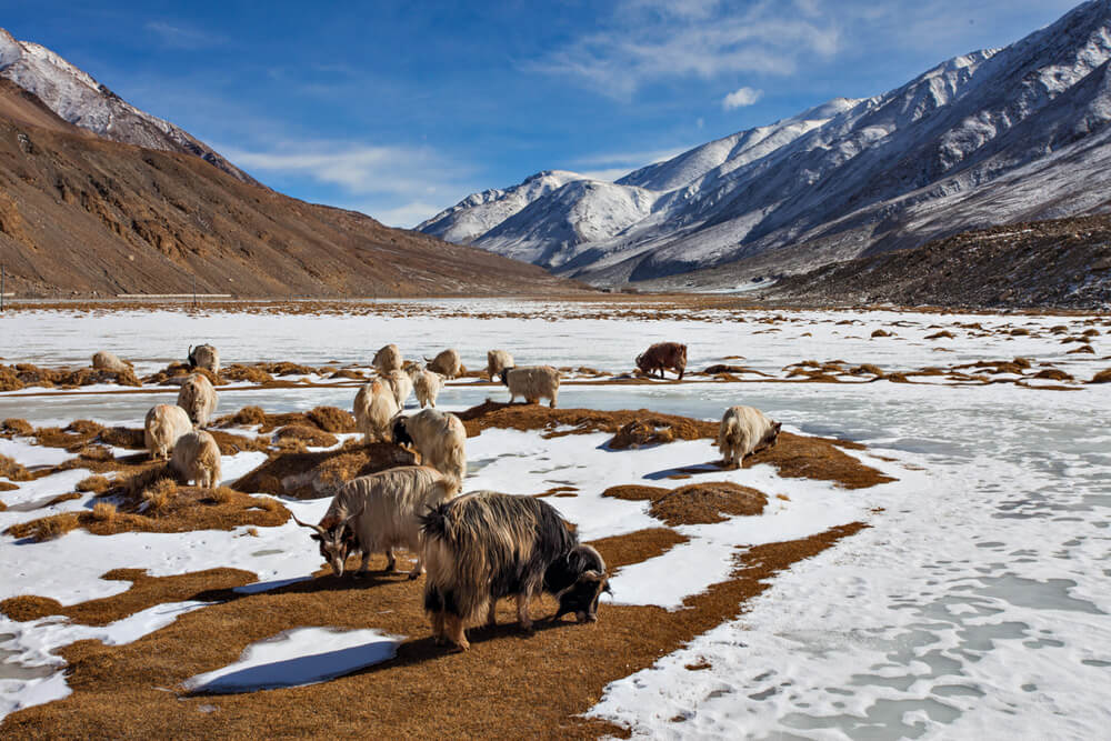Snowfall in Ladakh