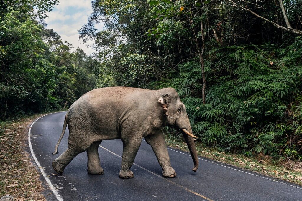 Thailand's Khao Yai National Park