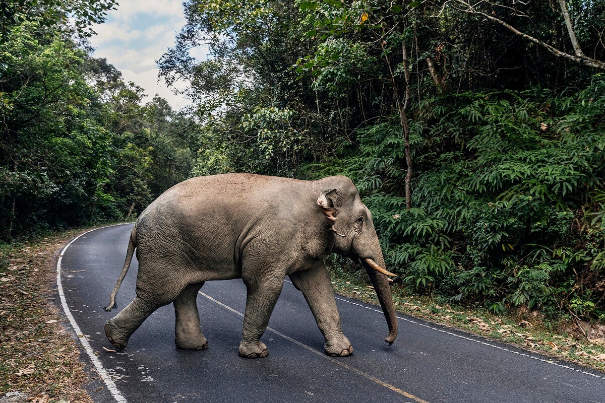 Thailand's Khao Yai National Park