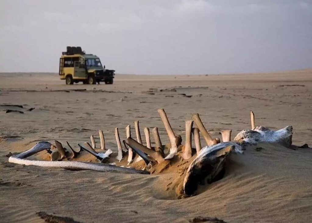 The Skeleton Coast Namibia