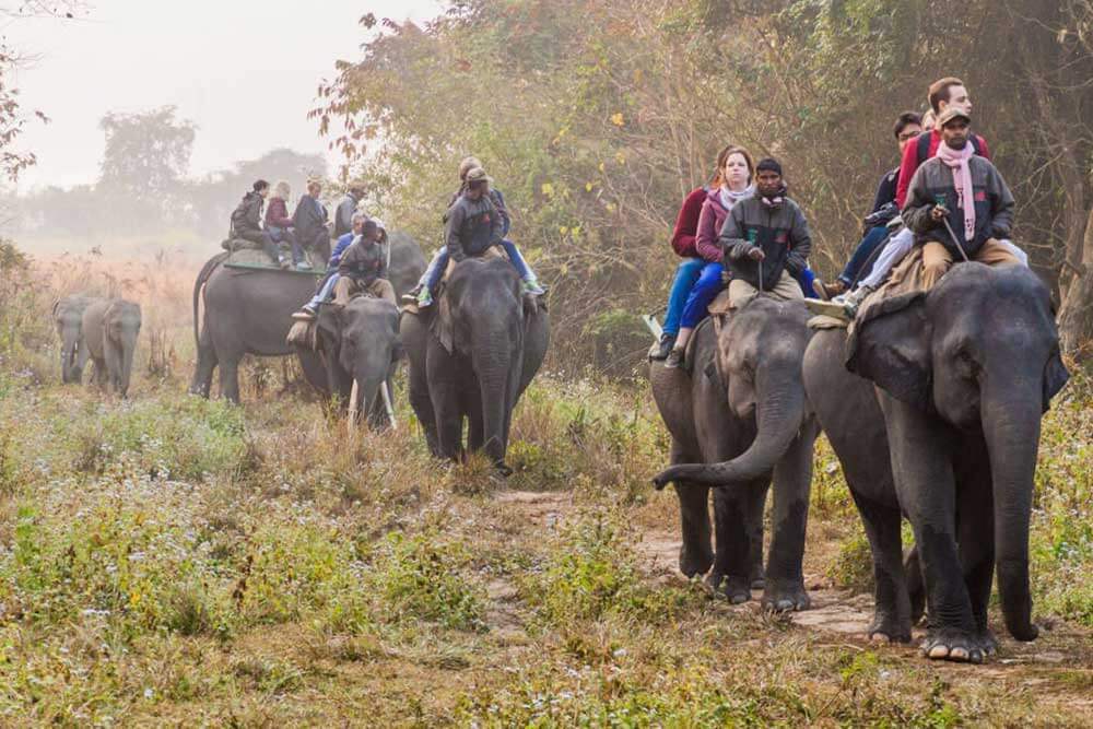 Wildlife Elephant Safari Dehing-Patkai Festival Assam